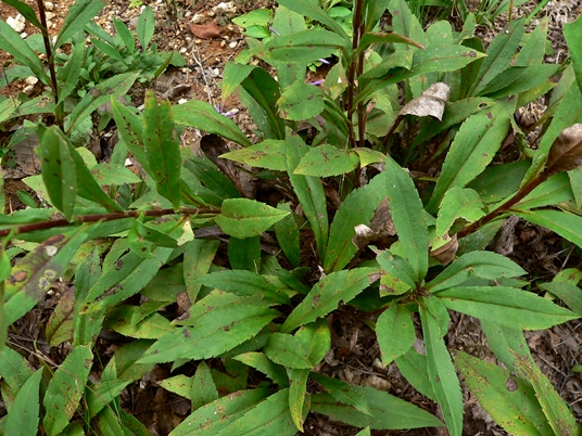 {Eurybia spectabilis}